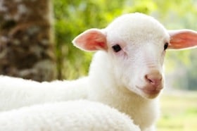 le mouton du MLM