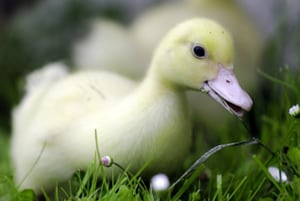 erreurs fatales à ne surtout pas commettre en MLM erreurs fatales à ne surtout pas commettre en MLM